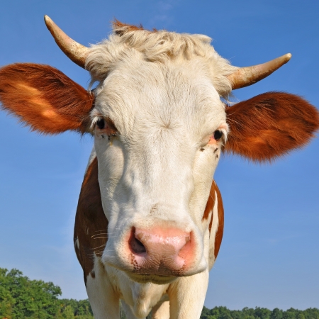 Head of a cow against the skyの写真素材