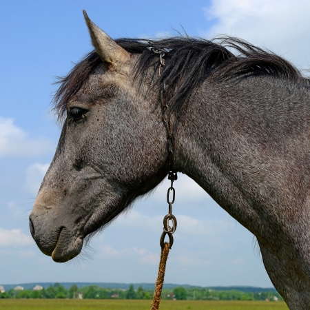 Head of a horse against the skyの写真素材