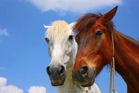Heads of a horses against the skyの写真素材