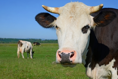 Head of a cow against a pastureの写真素材
