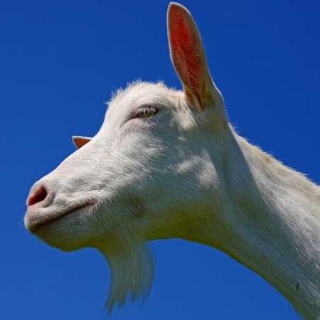 Goatの写真素材