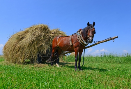 Transportation of hay by a cartの写真素材