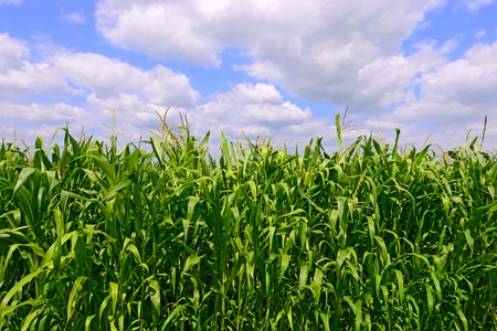 Corn against the skyの写真素材