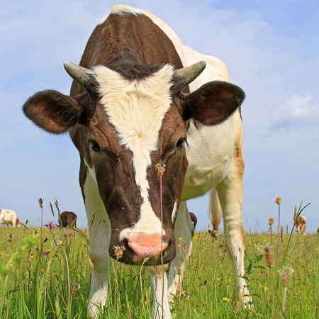 The calf on a summer pastureの写真素材