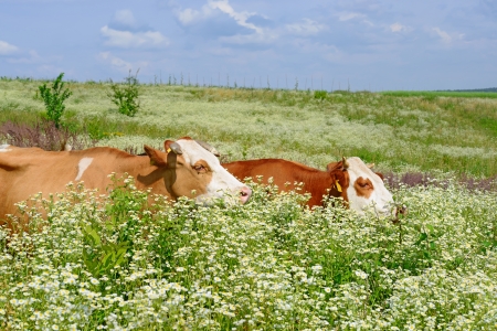 Cows on a summer pastureの写真素材