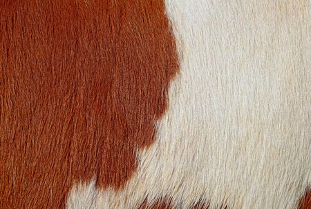 Fragment of a skin of a cowの写真素材