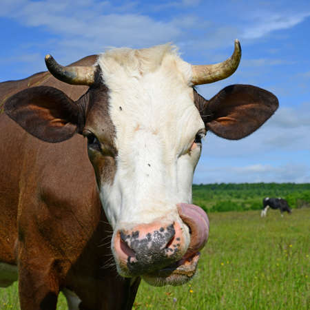 Head of a cow against a pastureの写真素材