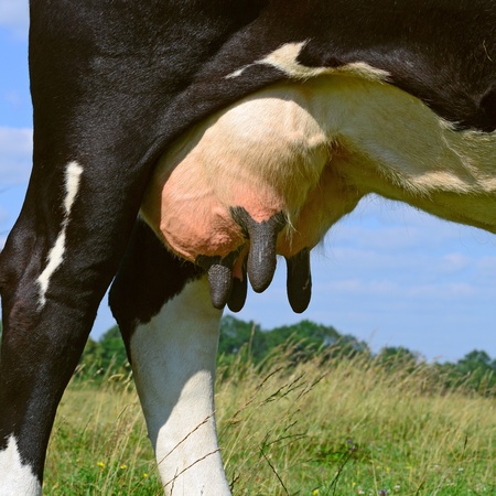 Udder of a young cowの写真素材