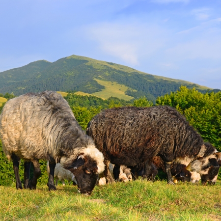 Sheep in mountainsの写真素材
