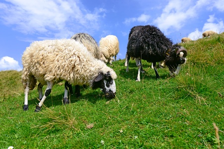 Sheep in a summer landscapeの写真素材