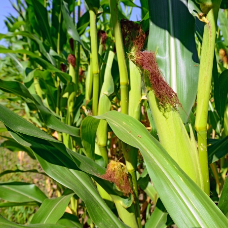Young cob corn on the stalk 