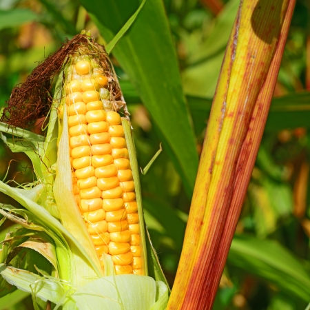 Young ear of corn on the stalkの写真素材