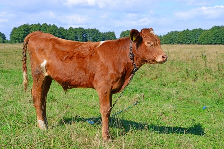 The calf on a summer pastureの写真素材