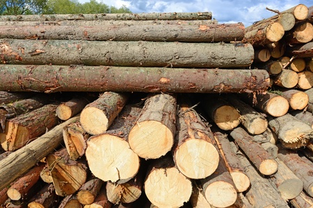 Wood preparation