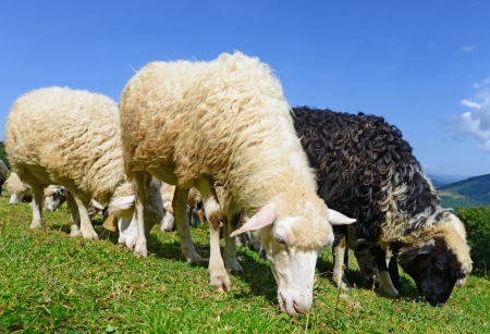 Sheep in a summer landscapeの写真素材