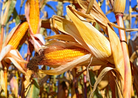 Ripe corn の写真素材