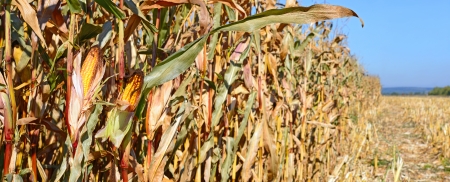 Ripe corn の写真素材