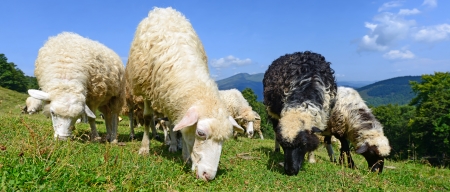 Sheep in mountainsの写真素材