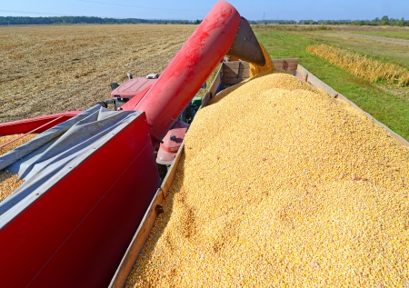 Overloading of maize from the hopper to the tractor vehicleの写真素材