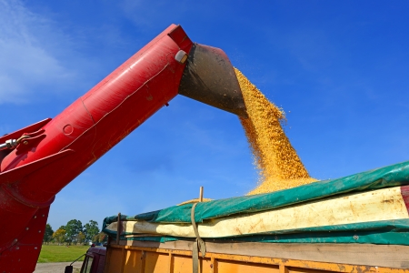 Overloading of maize from the hopper to the tractor vehicleの写真素材
