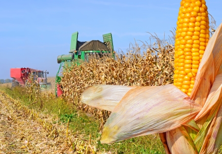 At harvest cornの写真素材