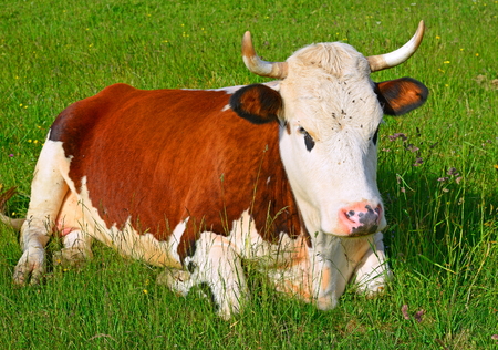 Cow on a summer pastureの写真素材