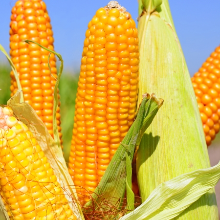 Young corn の写真素材