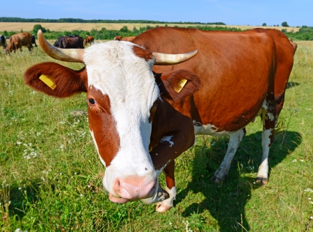 Cow on a summer pastureの写真素材