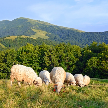 Sheep in mountainsの写真素材