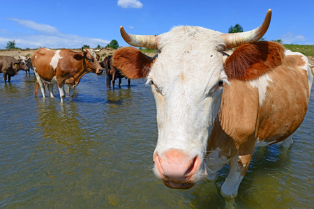 Cows on a watering placeの写真素材