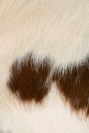Fragment of a skin of a cowの写真素材