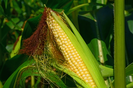 Young corn 