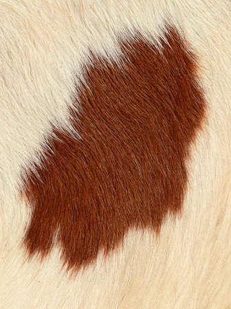 Fragment of a skin of a cowの写真素材
