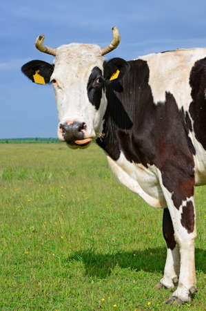 Cow on a summer pastureの写真素材