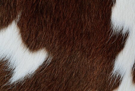 Fragment of a skin of a cow