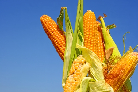 Young corn 