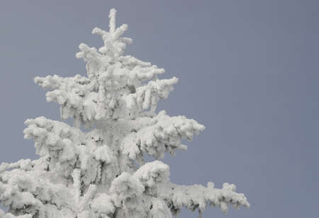 Fir under snow