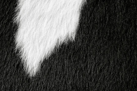 Fragment of a skin of a cowの写真素材