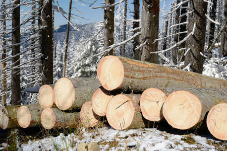 Wood preparation