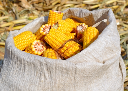 Corn on the cob in the bagの写真素材