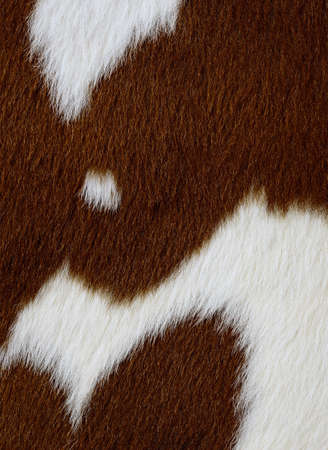 Fragment of a skin of a cowの写真素材