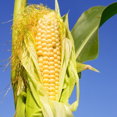 Young corn の写真素材