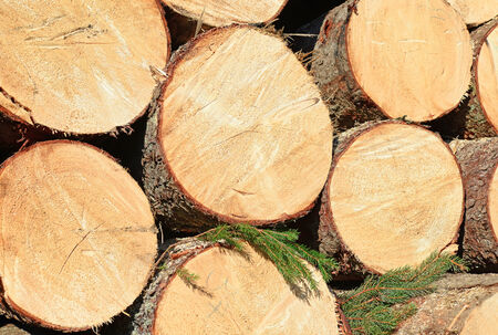 Wood preparation