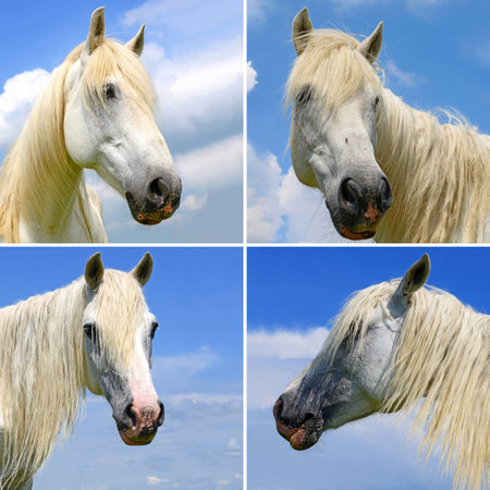 Head of a horse against the sky