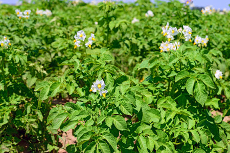 Young plants of a potato on a fieldの写真素材
