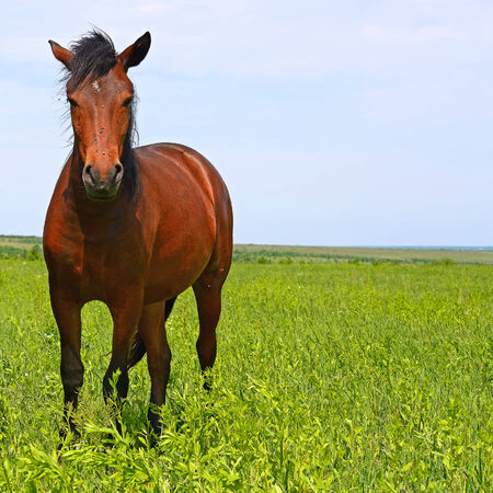 Horse on a summer pastureの写真素材