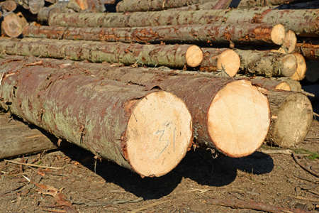 Wood preparation