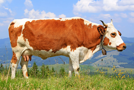 Cow on a summer mountain pastureの写真素材