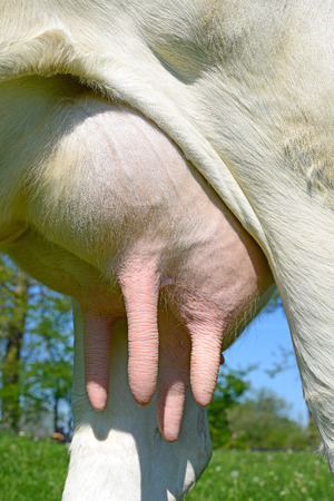 Udder of a young cow  の写真素材