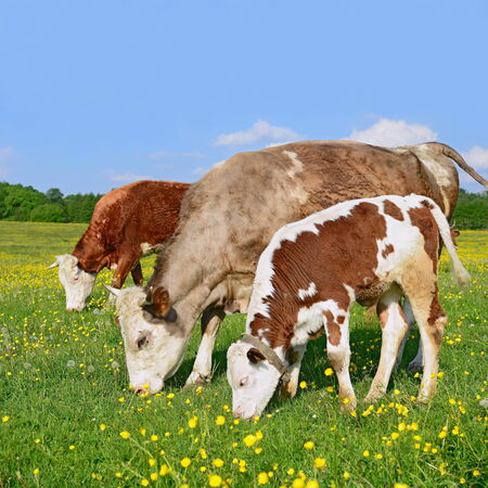 The calf near mother on a summer pastureの写真素材